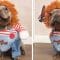 15 Funniest And Ridiculous HALLOWEEN COSTUMES For DOGS